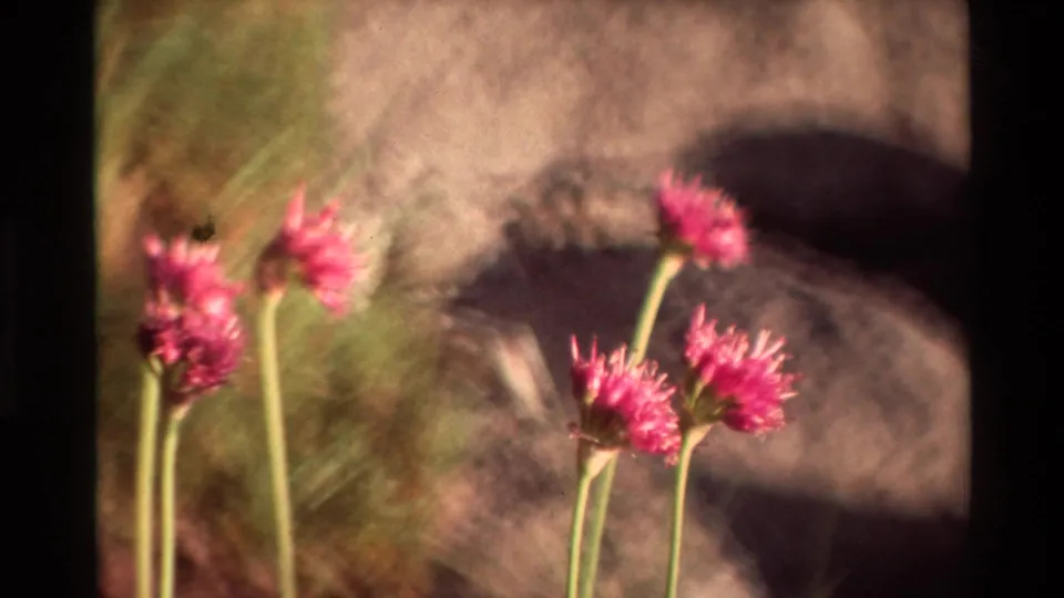 1981 8mm view of pink wildflowers on tall stems, with rocks, greenery, and deep shadow in the background.