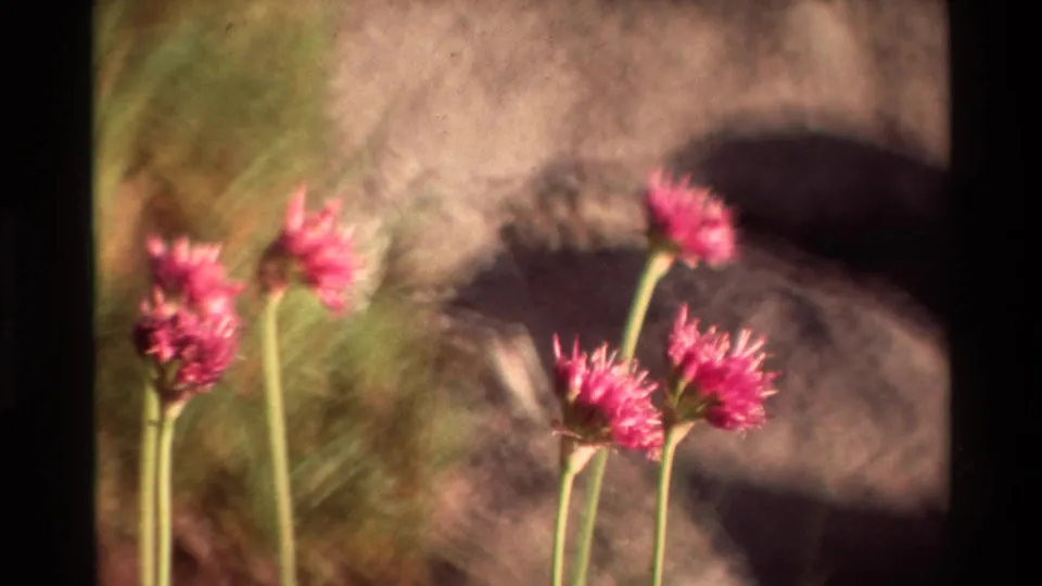 1981 8mm frame showing a small cluster of pink flowers, slender stems, pale rocks, and soft green background detail.