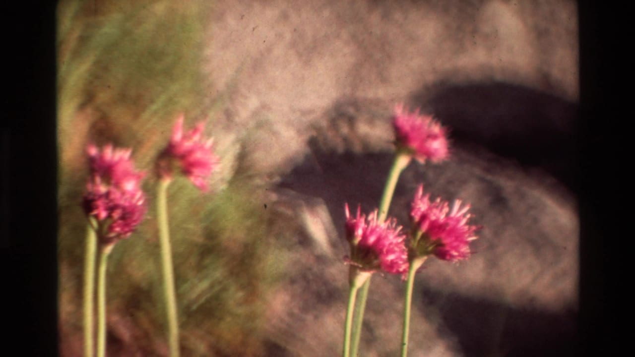 1981 8mm-style close-up of pink clustered wildflowers outdoors, with grass stems and a muted shaded background.