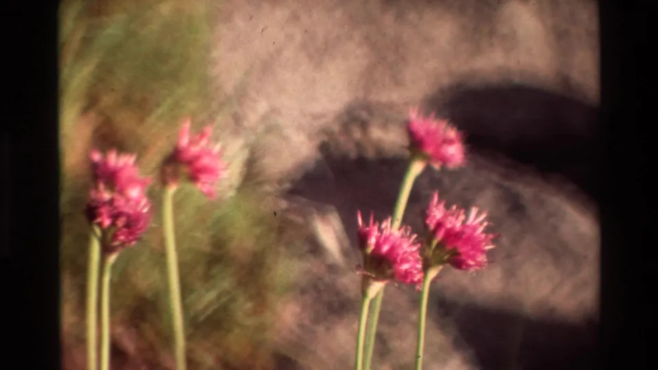 1981 8mm-style close-up of pink clustered wildflowers outdoors, with grass stems and a muted shaded background.
