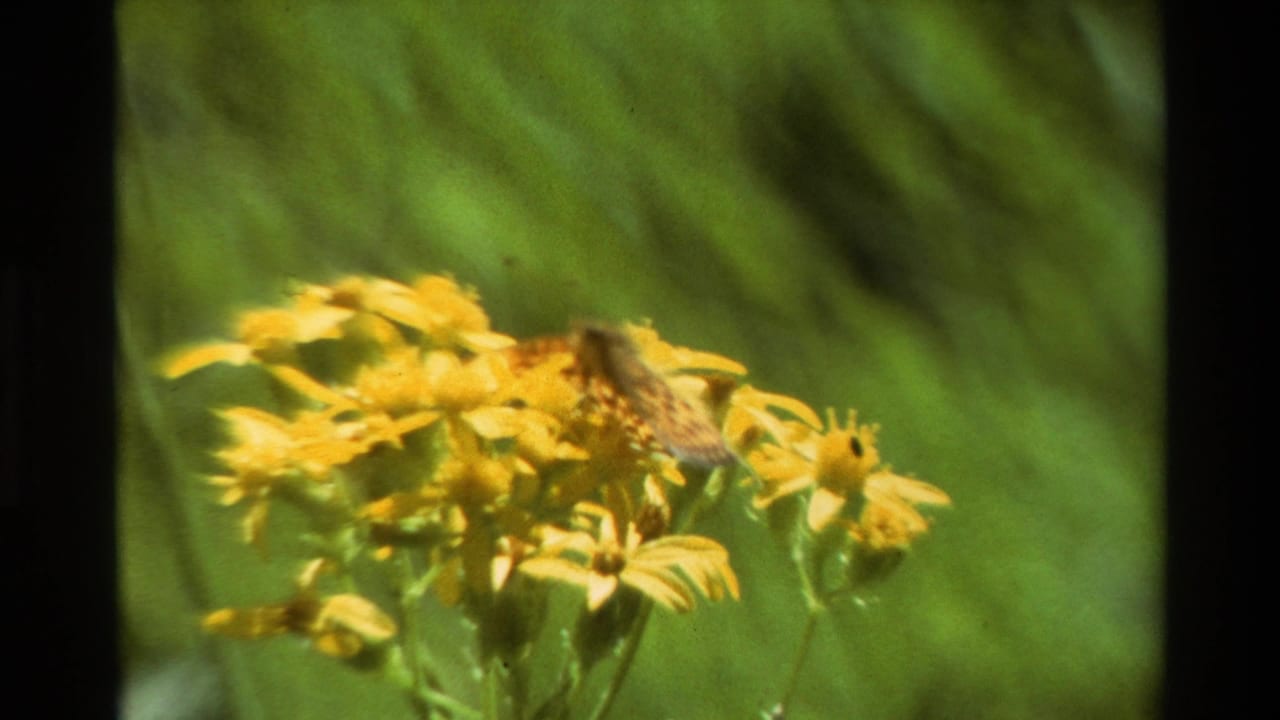 Close-up from the 1981 8mm clip showing a butterfly or moth feeding on yellow daisy-like wildflowers.