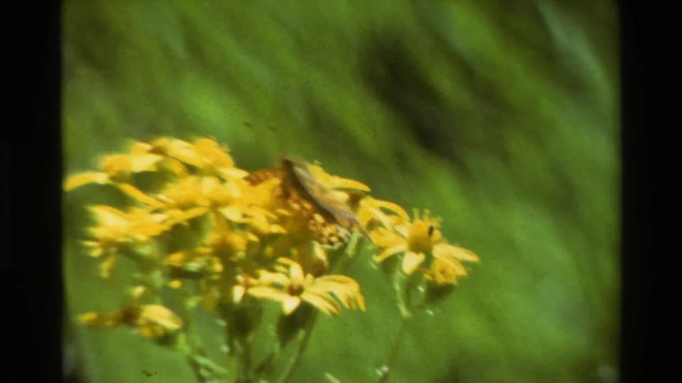 1981 8mm close-up of yellow wildflowers with a butterfly or moth partially visible among the petals and stems.