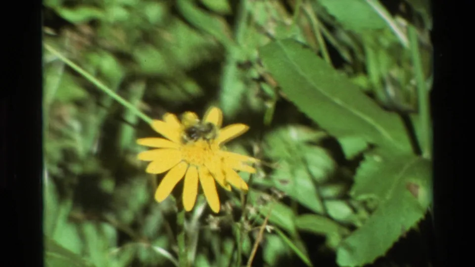 Close-up 8mm frame of a bee on a yellow daisy-like wildflower, with leafy ground cover and soft green background detail.