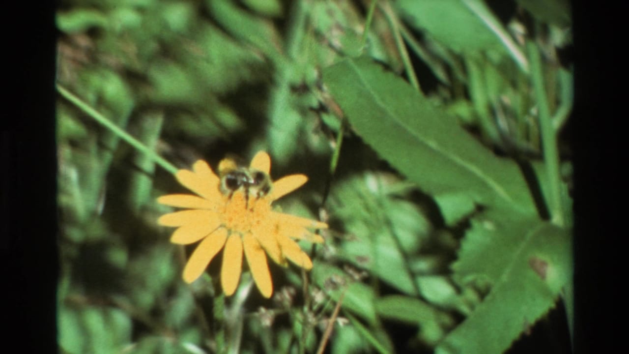 Cataloged 1981 8mm frame showing a bumblebee foraging on a yellow sunflower amid dense green garden foliage.
