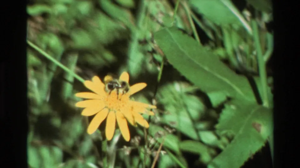 Cataloged 1981 8mm frame showing a bumblebee foraging on a yellow sunflower amid dense green garden foliage.