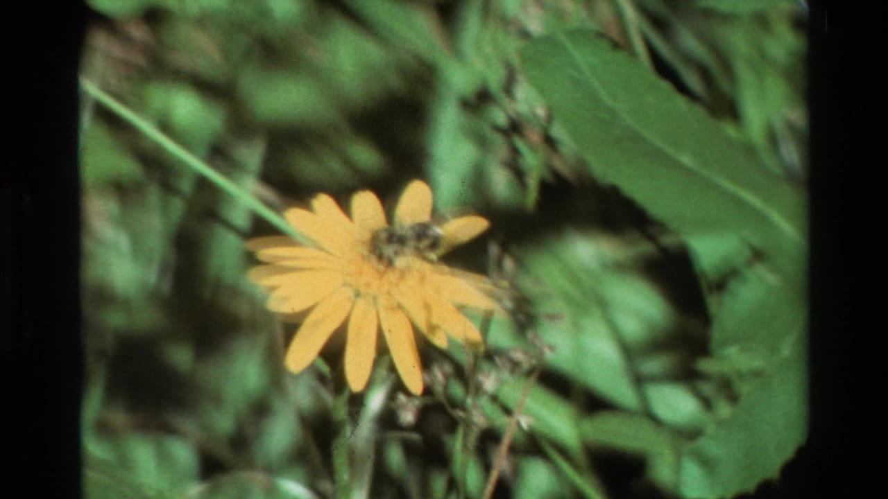 Bumblebee blurred on a yellow sunflower with leafy plants behind it.