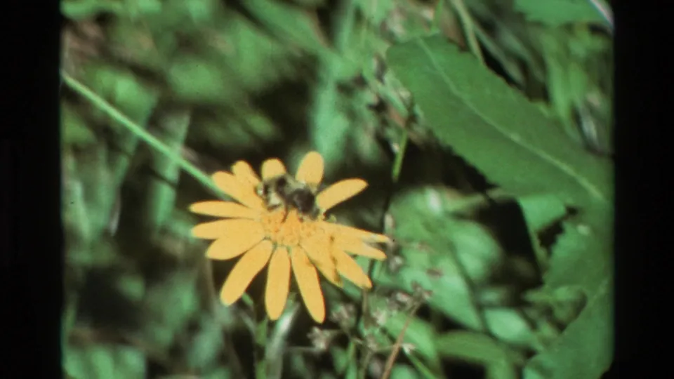 Cataloged 1981 8mm frame showing a bumblebee on a yellow sunflower, framed by leaves and stems in a garden setting.