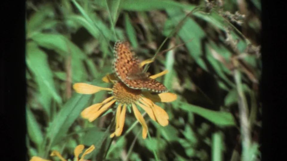 Cataloged 1981 8mm frame showing an orange butterfly perched on a yellow sunflower in dense green garden foliage.