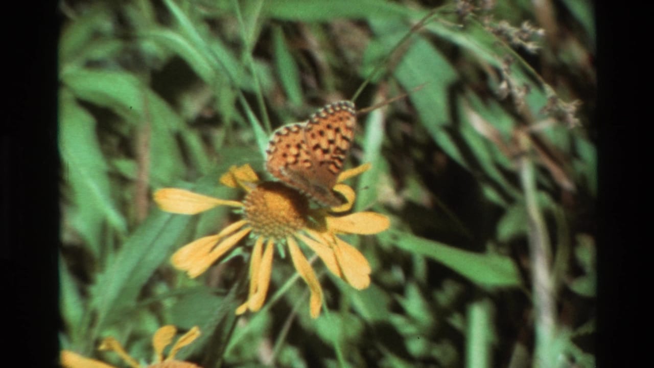 1981 8mm frame of an orange and black spotted butterfly on a yellow flower, with green foliage behind it.