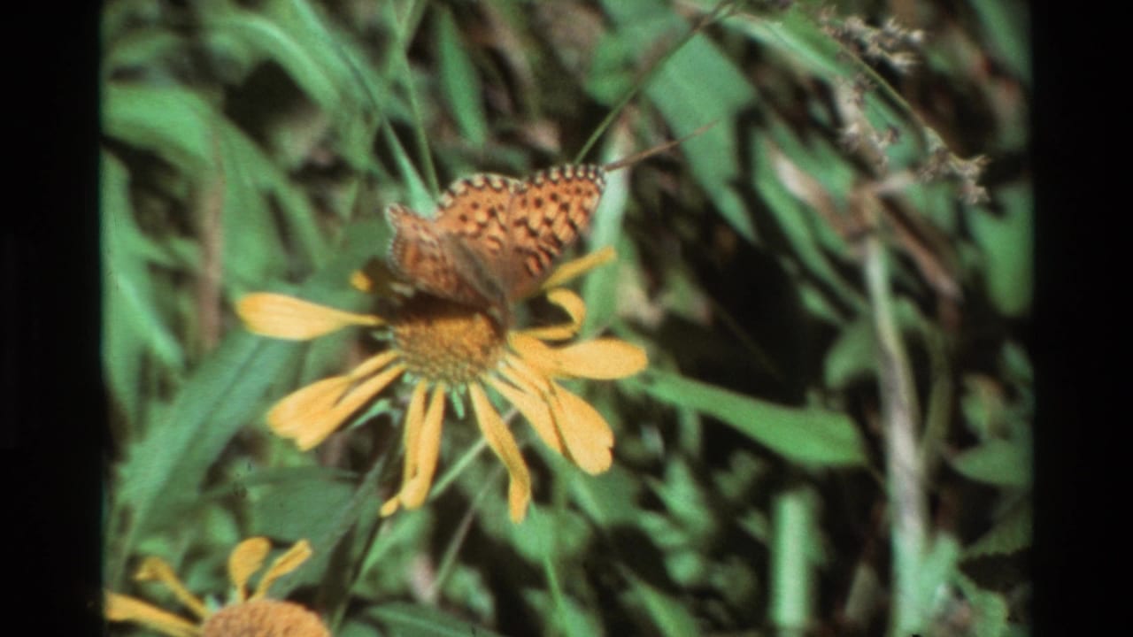 Butterfly with open wings on a yellow flower against leafy green background.