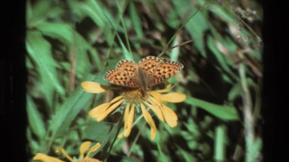 Close 8mm view of a spotted orange butterfly on a yellow flower, framed by soft green vegetation and film grain.