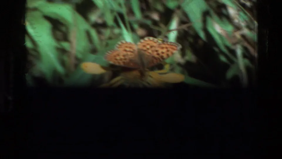 Soft final 8mm frame of the butterfly still on the yellow flower, partly darkened by exposure and frame edge shadow.