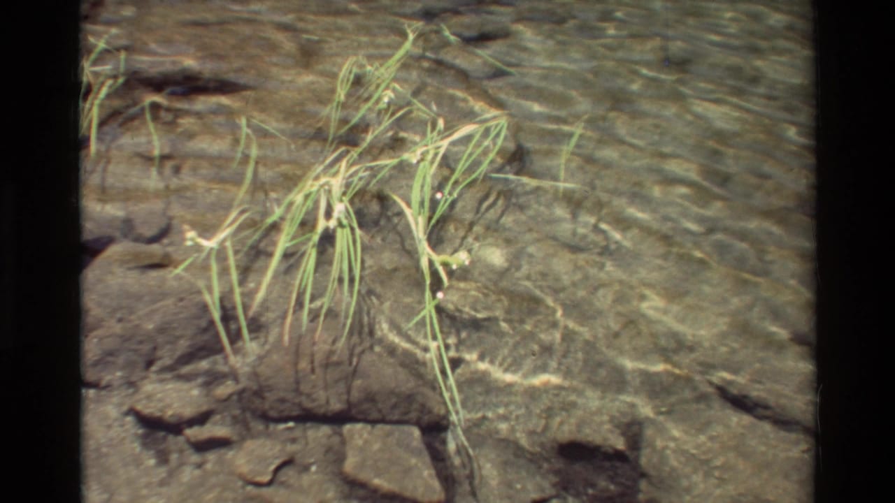Close 8mm view of pale grass growing through clear rippling shallows over stones in the listed British Columbia lake setting.