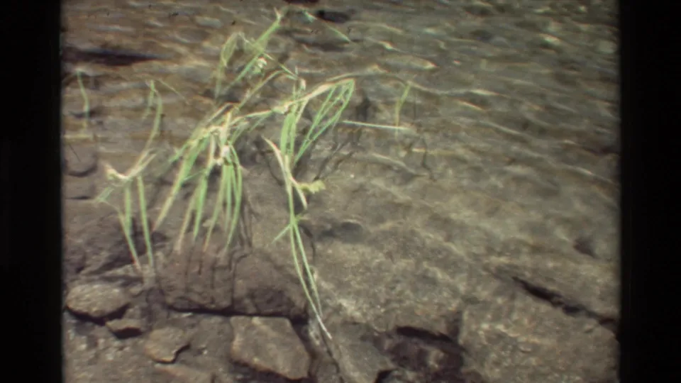 A close natural cutaway shows grasses bending through clear rippled water, with stones visible beneath the surface.