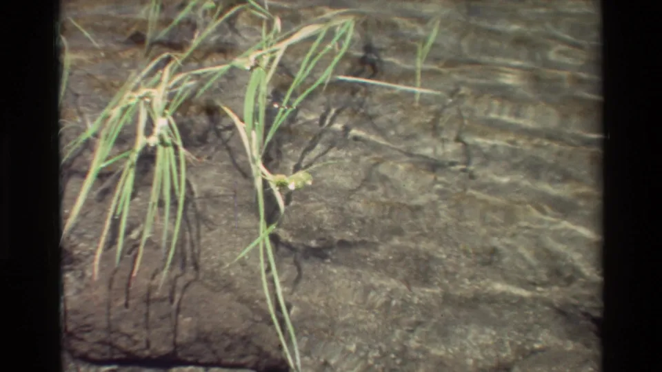 The final frame holds on grass stems and a rocky lake bed seen through clear, moving water in vintage 8mm color.