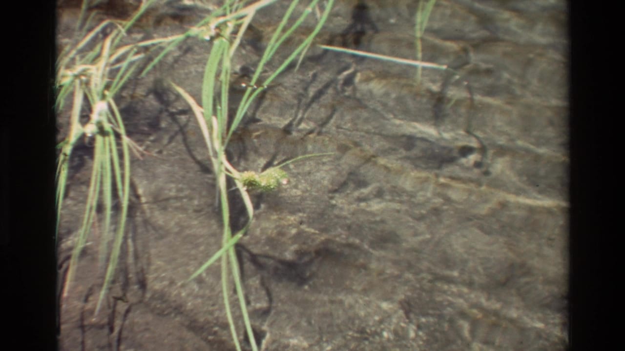 1981 8mm frame of grasses and tiny flowers over shallow clear water with dark rock texture below.