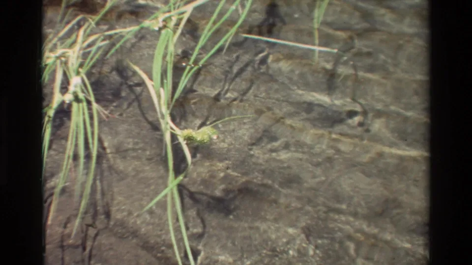 1981 8mm frame of grasses and tiny flowers over shallow clear water with dark rock texture below.