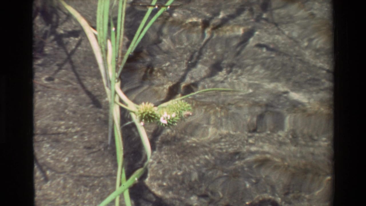 Close 8mm view of streamside grasses and small flowering stems over moving clear water.