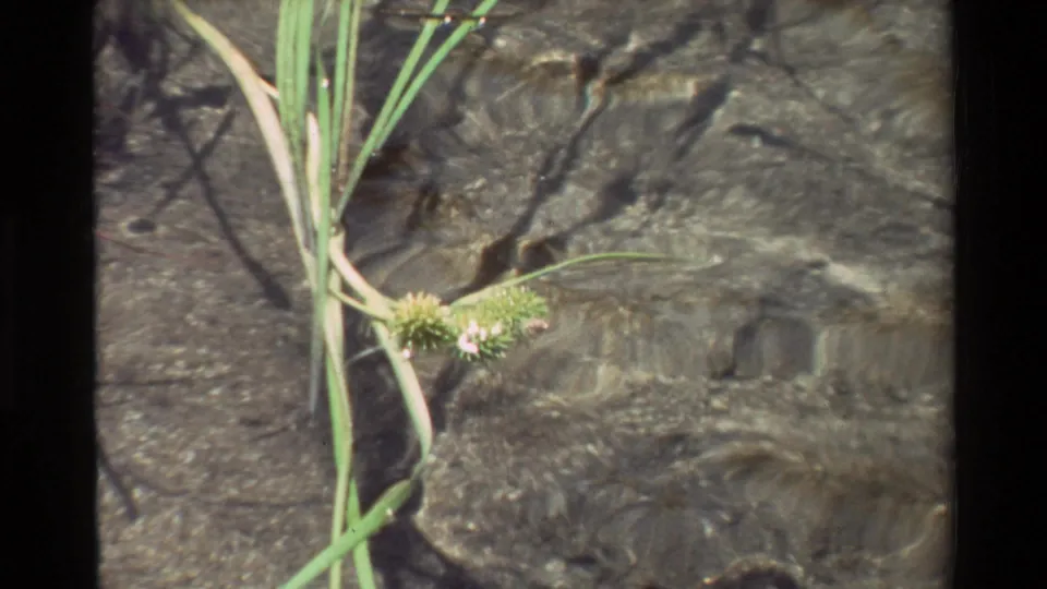 Close 8mm view of streamside grasses and small flowering stems over moving clear water.