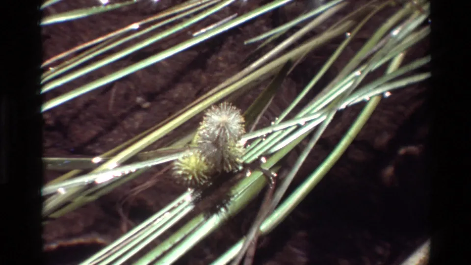 1981 home-movie close-up of fuzzy plant seed heads and long grasses near a wet stream edge.