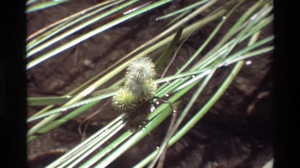 Close 8mm frame of a fuzzy seed head and diagonal grasses beside dark shallow water.