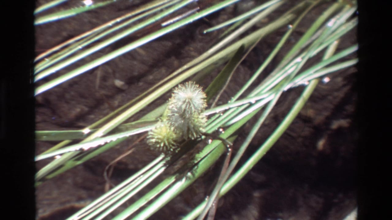 1981 8mm frame showing grass blades and a fuzzy seed head over shallow clear water, with dark film borders visible.