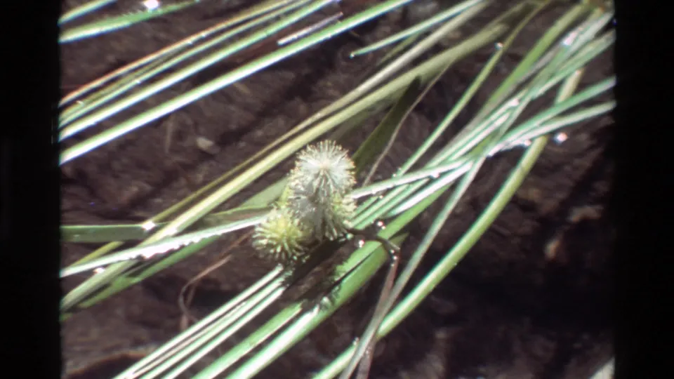 1981 8mm frame showing grass blades and a fuzzy seed head over shallow clear water, with dark film borders visible.