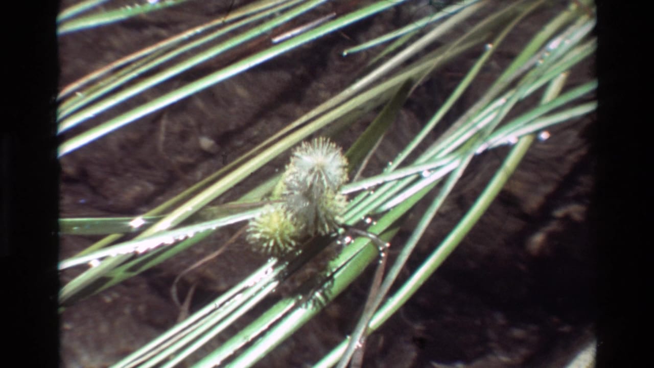 Grass blades and a fuzzy seed head float or rest in shallow clear water.