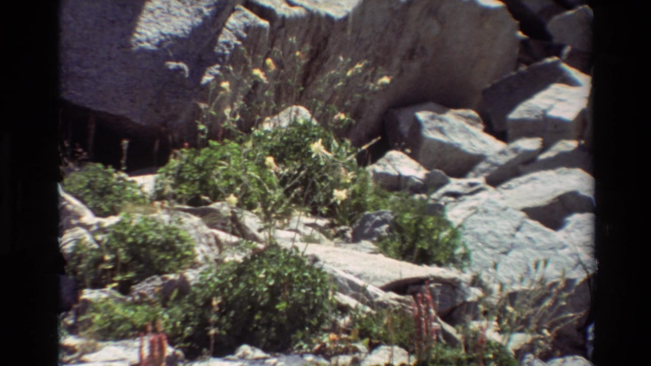 1981 8mm frame of a rocky, shrub-covered slope with yellow wildflowers in the metadata-listed British Columbia, USA location.