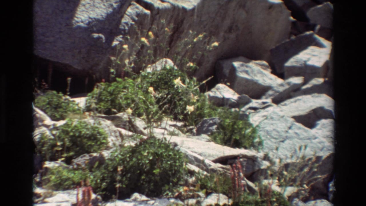 Rocky wildflower habitat on 8mm film, with gray boulders, green plants, and yellow blooms under strong daylight.