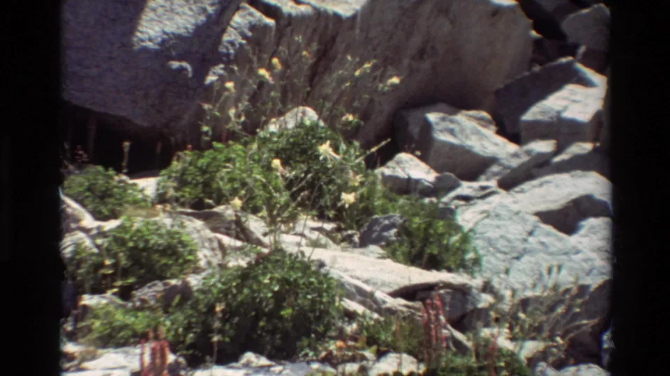 Rocky wildflower habitat on 8mm film, with gray boulders, green plants, and yellow blooms under strong daylight.