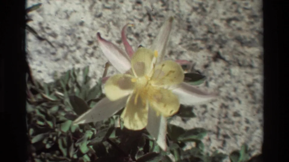 Close 1981 8mm view of a pale yellow and white columbine-like bloom with pink-tipped petals near rocky ground.