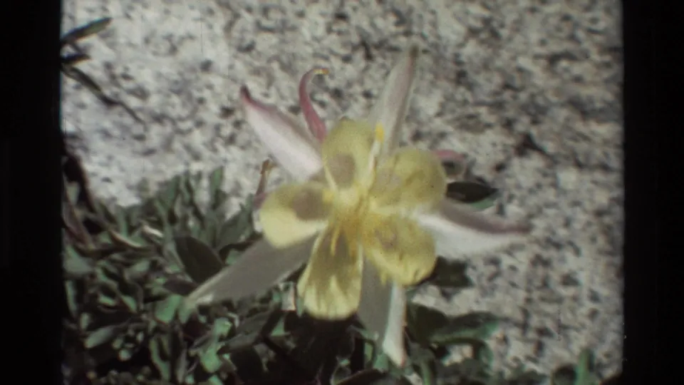 Soft 8mm close-up of a yellow and white wildflower with pink-tinted tips, filmed near low leaves and rocky soil.