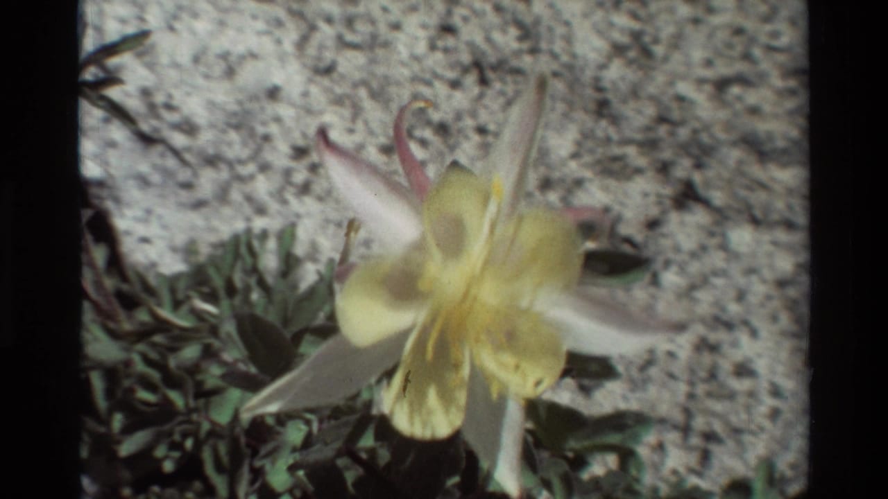 1981 8mm frame of a pale wildflower against rocky ground, likely from the British Columbia nature sequence identified in metadata.