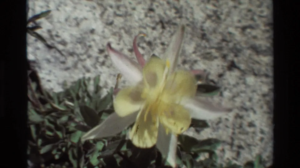 1981 8mm frame of a pale wildflower against rocky ground, likely from the British Columbia nature sequence identified in metadata.