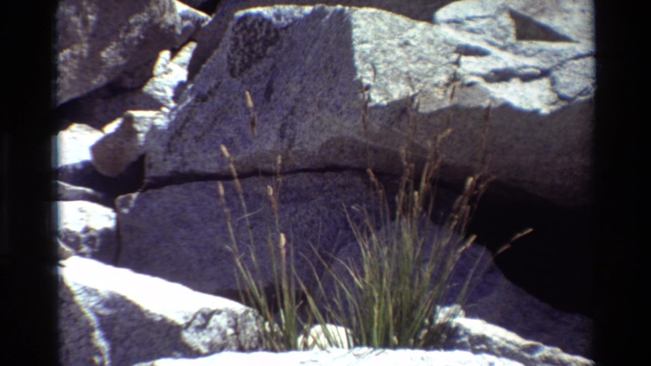 Thin grasses growing among large gray boulders with bright sunlight and dark rock shadow.