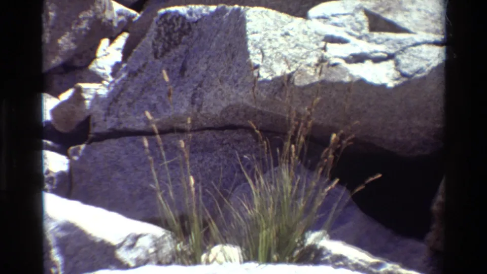 1981 8mm view of grasses and boulders in rocky terrain, matching the British Columbia location noted in clip metadata.
