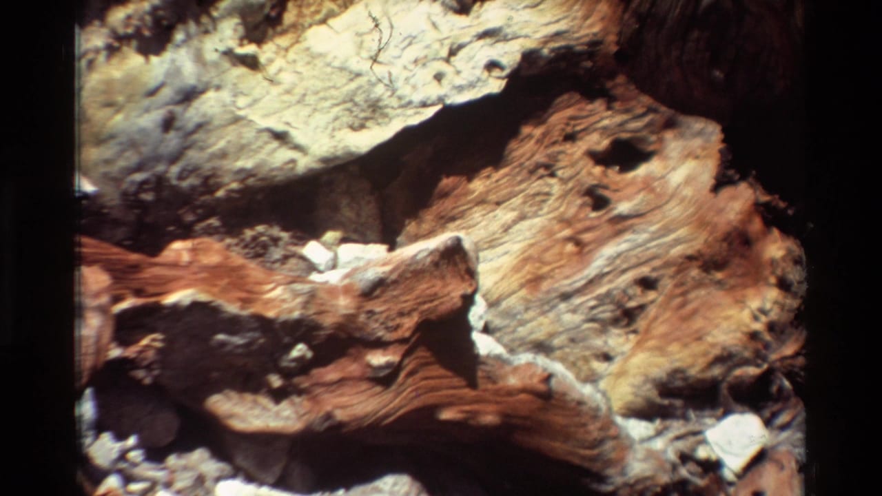 Close 8mm frame of a decaying tree trunk with exposed reddish wood, pale outer surface, hollows, and rocks in the foreground.