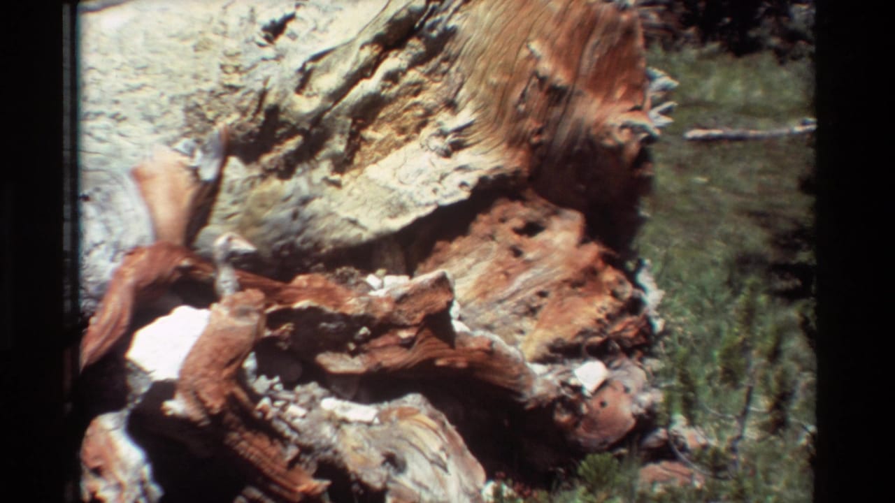 The fallen trunk appears in an outdoor grassy setting, showing pale bark, reddish broken wood, hollows, and green vegetation behind it.