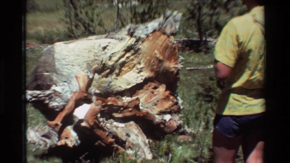 A person in a yellow T-shirt and dark shorts stands near the decaying trunk in the listed 1981 outdoor setting, seen mostly from the side and back.