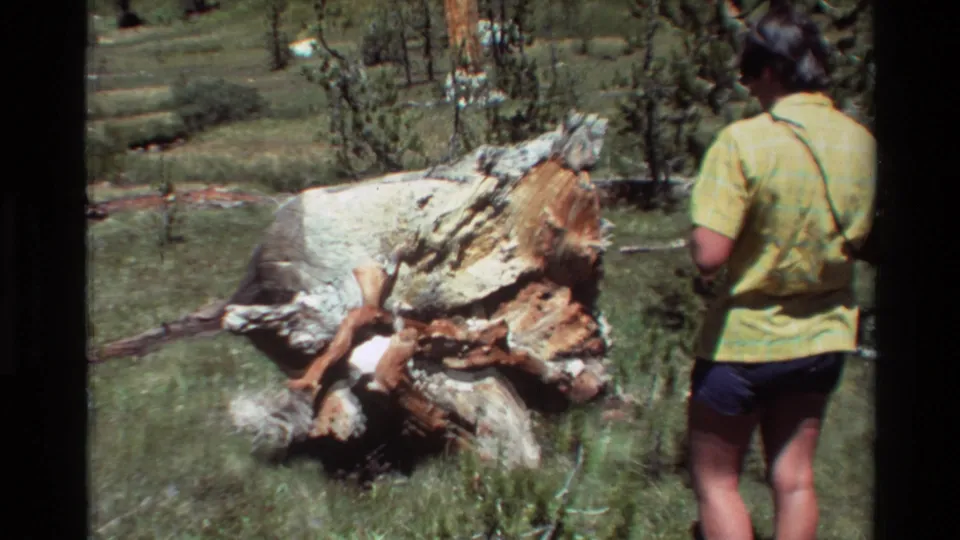 Wide home-movie frame of the person near the fallen trunk, with green grass, shrubs, and a lakeside or streamside landscape beyond.