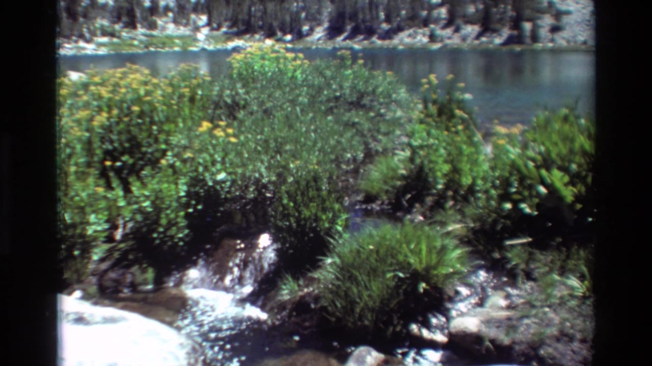 1981 8mm frame of a sunlit stream flowing past green bushes with a calm lake in the background.