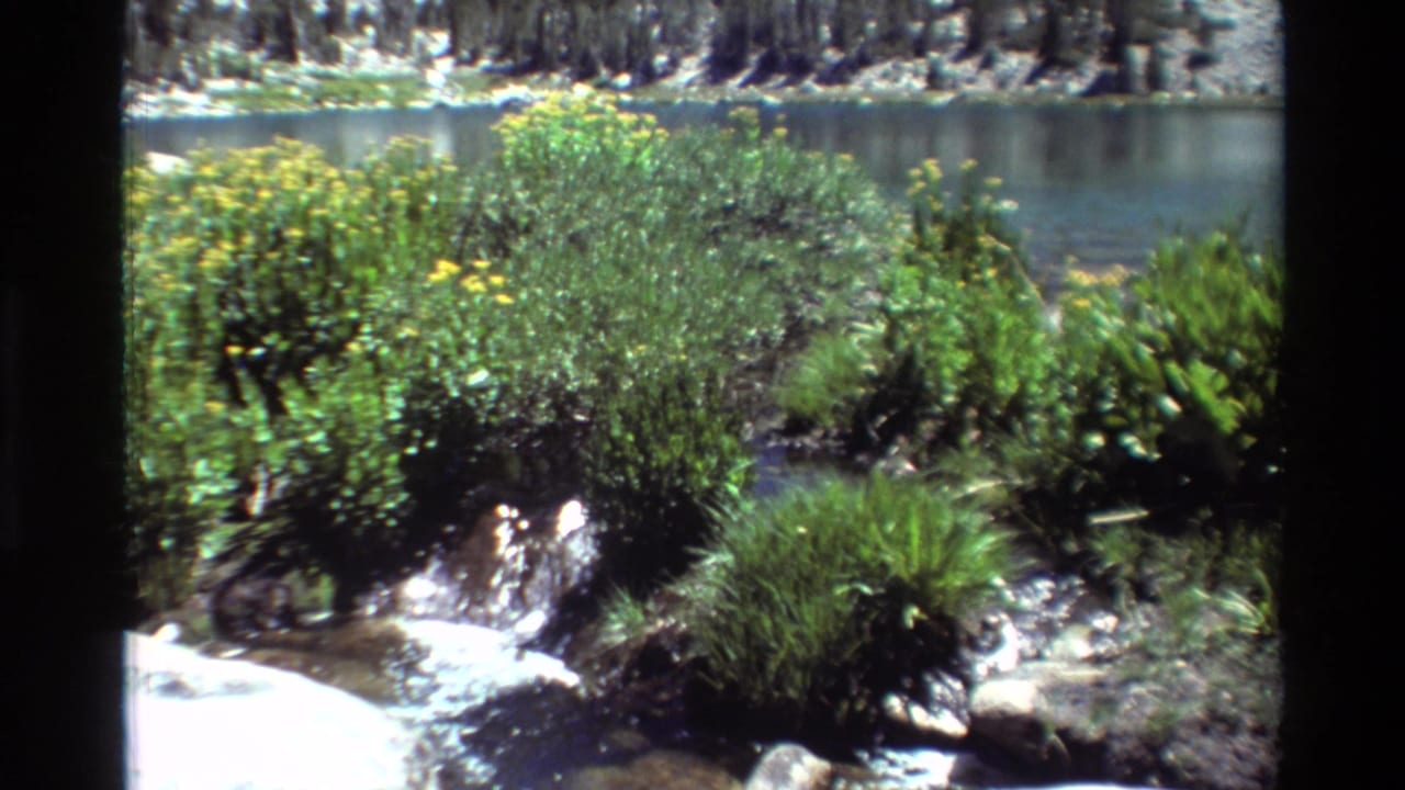 Sunlit 1981 8mm view of water moving through bushes and rocks with the lake visible beyond.