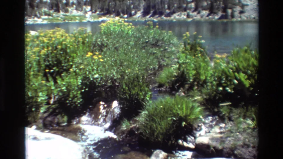 Sunlit 1981 8mm view of water moving through bushes and rocks with the lake visible beyond.