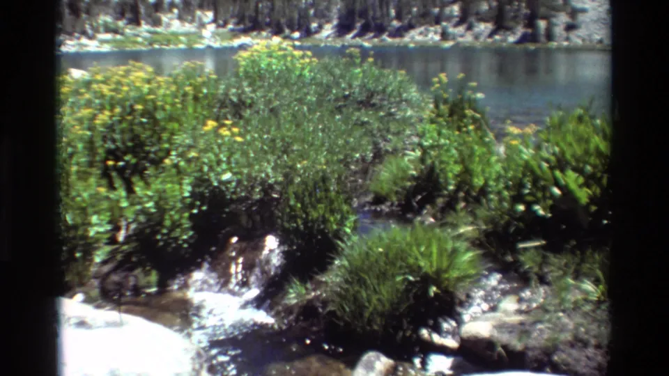 1981 8mm frame of a small stream framed by bushes, grasses, rocks, and a still lake behind it.