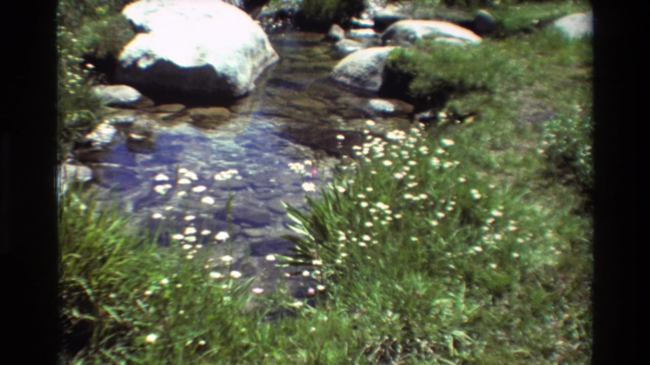 1981 8mm frame of a shallow mountain stream bordered by green grass, pale rocks, and scattered white wildflowers.