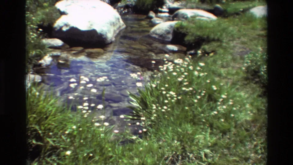 1981 8mm frame of a shallow mountain stream bordered by green grass, pale rocks, and scattered white wildflowers.