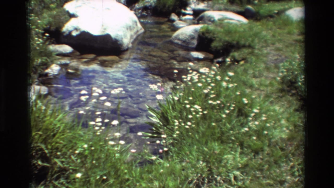 Close stream view with rocks, grassy bank, and clusters of small white flowers.