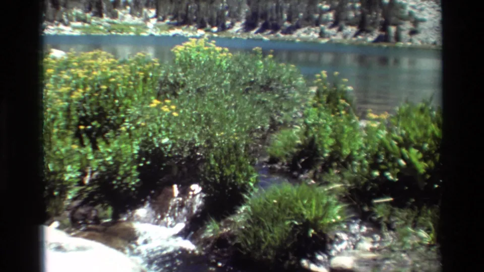 1981 8mm frame of streamside shrubs and yellow wildflowers beside a calm lake or pond with trees beyond.