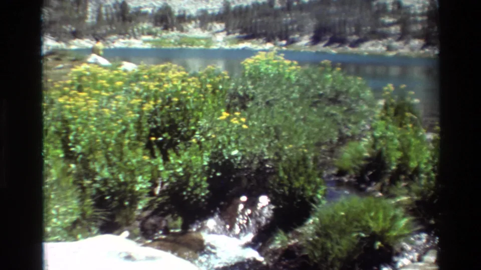 1981 8mm frame showing a grassy stream mouth, yellow wildflowers, dense shrubs, and calm water in the background.